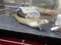 ポリプテルスセネガルスを飼育しているのですが お腹がパンパンに Yahoo 知恵袋