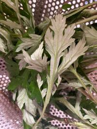 ヨモギでしょうか はい こちらはオウシュウヨモギです 道端に普通に Yahoo 知恵袋