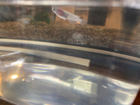 ミユキメダカと楊貴妃メダカを掛け合わせると何メダカですか ちな Yahoo 知恵袋