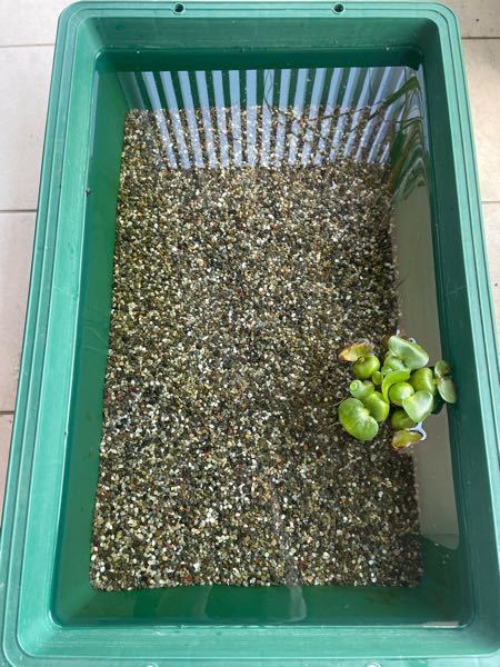 ベランダでのメダカのビオトープについて教えて下さい 昨年 Yahoo 知恵袋