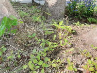 庭の草むしり中 このような芽がたくさんでております 雑草なのか Yahoo 知恵袋