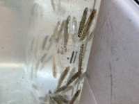 大泉緑地の大泉池は釣りは禁止になっていますが 頭泉池も釣り禁止な Yahoo 知恵袋