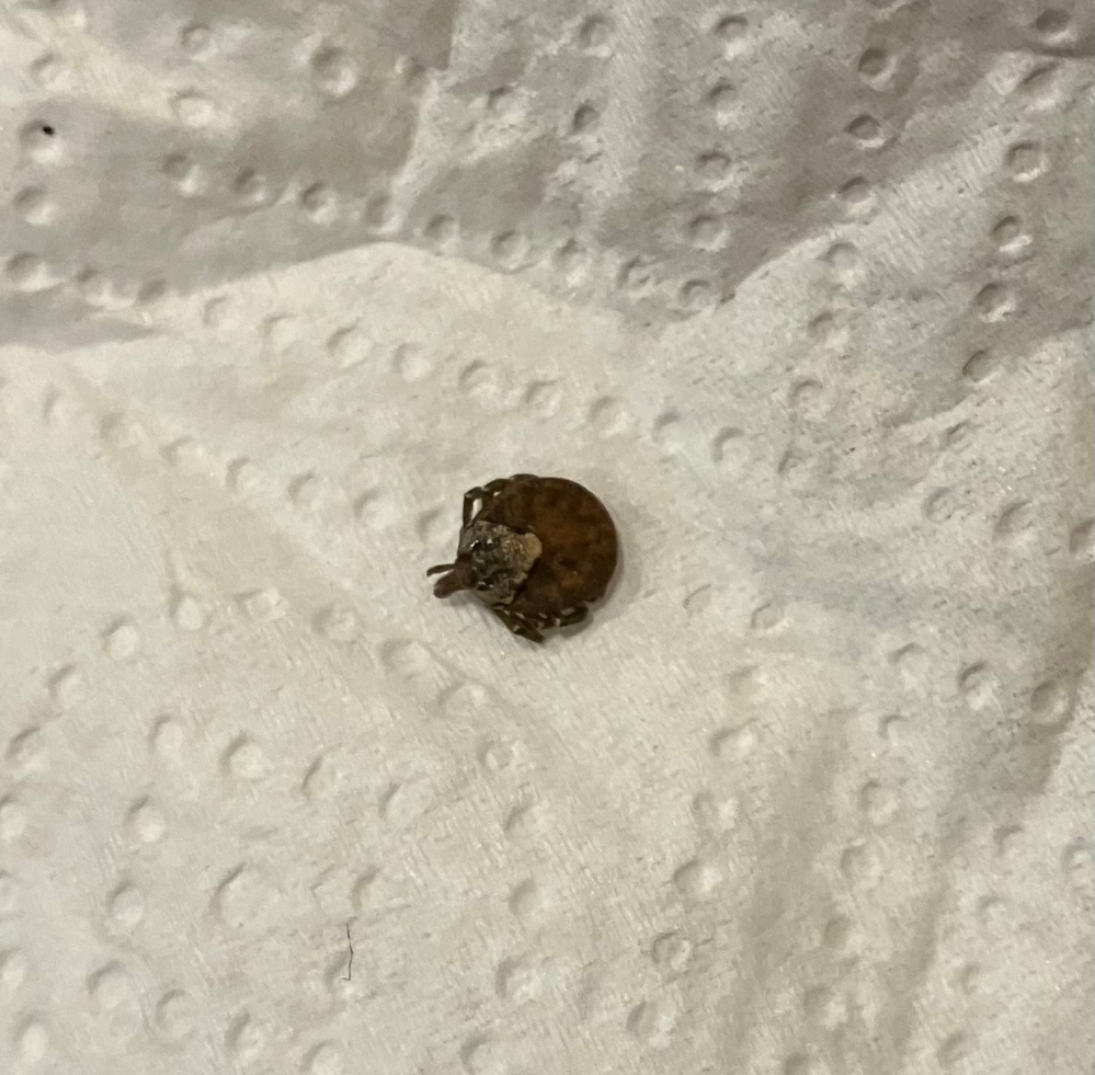 家のフローリングに2日連続で落ちてました これってマダニですか 両方公園 Yahoo 知恵袋