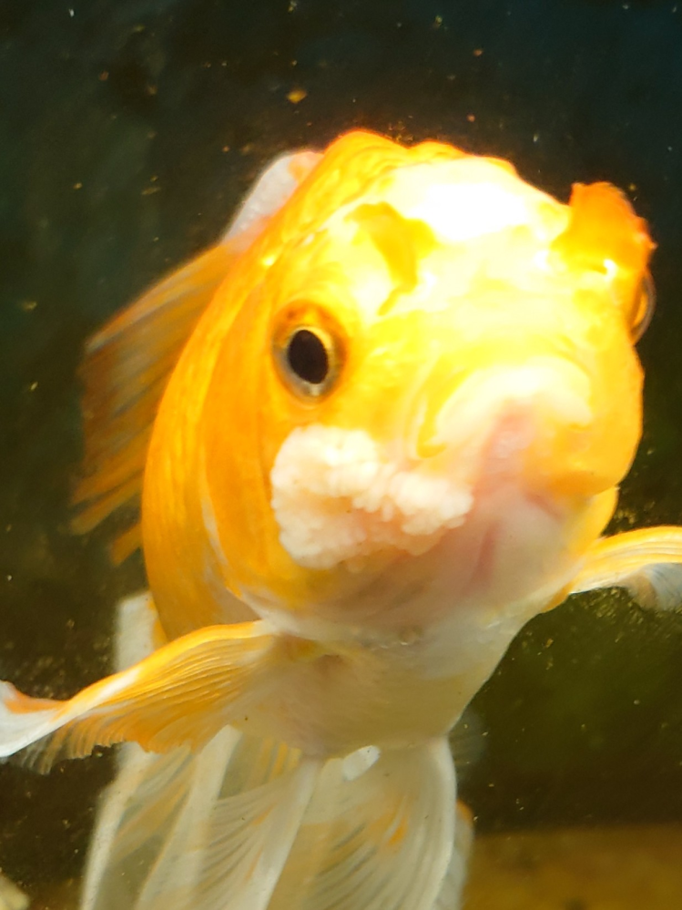 昨日から急に口元に白い固まりができました 金魚を水から出して見 Yahoo 知恵袋