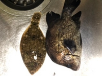 大きい方の魚 名前ご存知の方いらっしゃいますか ヒゲダイっぽいです Yahoo 知恵袋