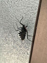 この虫は何ですか ヨコヅナサシガメです 口吻で刺されると激痛なので Yahoo 知恵袋