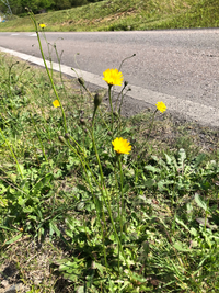 この黄色い花の雑草の名前を教えてください 外来種と思われます Yahoo 知恵袋