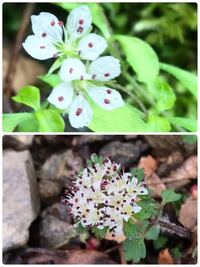 徳島の山の中でこの花の群生に出会いました 苔生した場所の岩場にとて Yahoo 知恵袋