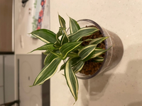Ikeaで写真の観葉植物を購入しました 知識不足で植物の名前が Yahoo 知恵袋