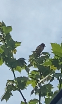 鳥の名前を教えてください
高い木の上でしきりとさえずっていました。
ピピ、ツピーピチュ、という感じです。
スズメより大きく、ヒヨドリより小さい感じでした。
千葉県です。 よろしくお願いします。