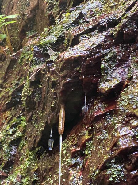 今日、滝を見に山を登ったところで、水が滴る岩場でこれを見つけました。 ずっとぶら下がっていて触るとプニプニしています。 何かの生き物だと思いますがどなたか教えてください。