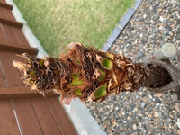 屋外で育てているフェニックスロベレニーについて質問です。
業者の方に植えつけてもらい2022.2月で2年が経ちました。 冬に葉が茶色くなり枯れてしまったので剪定をしましたが、そこから中々新しい葉が生えてきません。
周りのカサカサした茶色の部分をとると緑の茎が出てきた為、水をあげ様子を見ているところです。
根腐れかとも思いましたが、まだ生きているでしょうか？
どなたかご教示お願いいたし...