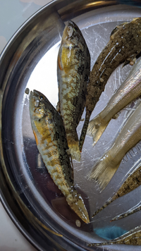 これ何の魚か分かりますか 瀬戸内海の浅瀬で捕れたものです Yahoo 知恵袋