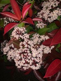 この花の名前は ベニカナメモチ レッドロビン だと思い Yahoo 知恵袋