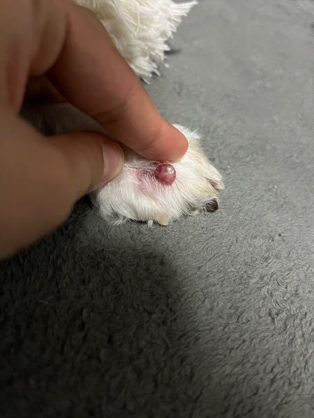 犬のイボ？についてです。 愛犬の指の間に大き目のイボのような物を見つけました。 来週混合ワクチン接種のため病院を予約しているのですがやはり早めに受診して見てもらった方がいいでしょうか？