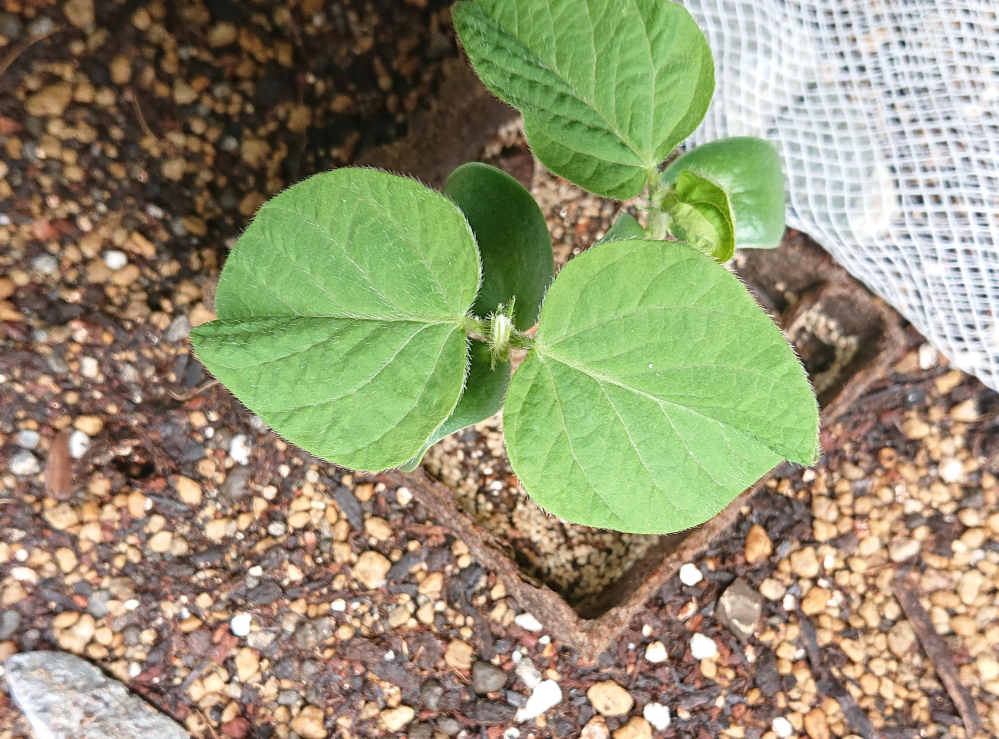 枝豆(茶豆)のプランター栽培についてお尋ねします。 4月20日に茶豆の種をまきました。福岡県在住です。 花が咲こうとしてしまっているようなのですが、種を植えるのが遅かったのでしょうか？ 発芽温度が25～30度とのことですが……。 水やりは、徒長を防ぐために毎日は行わず、2～3日に1回、土の表面を触って「湿ってるかな〜？乾いてるかな〜？」くらいの時の午前中に与えています。 市販の野菜や花を栽培する土を使用しています。