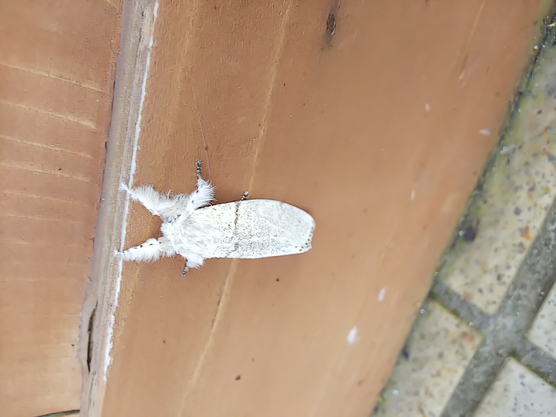 これはなんと言う蛾でしょうか。