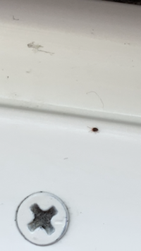 窓のサッシに黒くて小さい虫が沢山います 触覚のようなものもあり駆除しても Yahoo 知恵袋