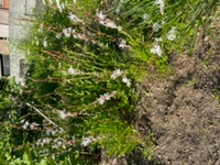 ガウラ 白蝶草 の切り戻し時期がわかりません 我が家 神奈川県西部 の Yahoo 知恵袋