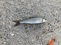 海釣りにいって 15センチぐらいのウグイが釣れました 食べれますか 食べれ Yahoo 知恵袋