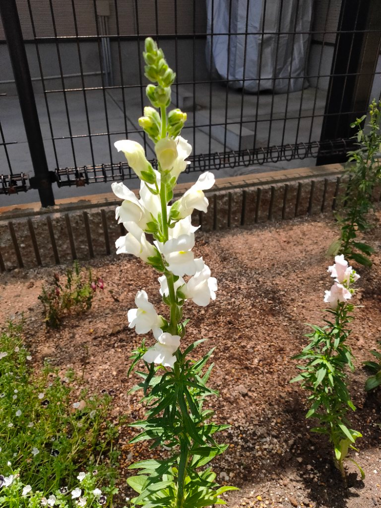 この花は何でしょうか キンギョウソウです Yahoo 知恵袋