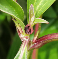 芍薬の花が咲きません もう五年苗を植えて時間が経つのですが 毎回 蕾が黒 Yahoo 知恵袋