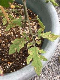 ミニトマトをプランターに植えて１週間ちょいくらいになるのですが 植えてか Yahoo 知恵袋