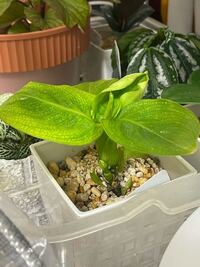 家でディフェンバキアを育てています 写真のように かなり Yahoo 知恵袋