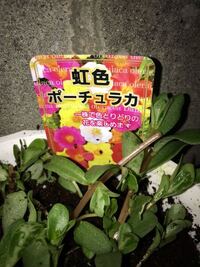 ポーチュラカの花が咲かない 元気なのですが 花が咲いてくれません 画像 Yahoo 知恵袋