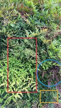 南天の剪定でわかる方教えてほしいです この生い茂っているのは南天ら Yahoo 知恵袋