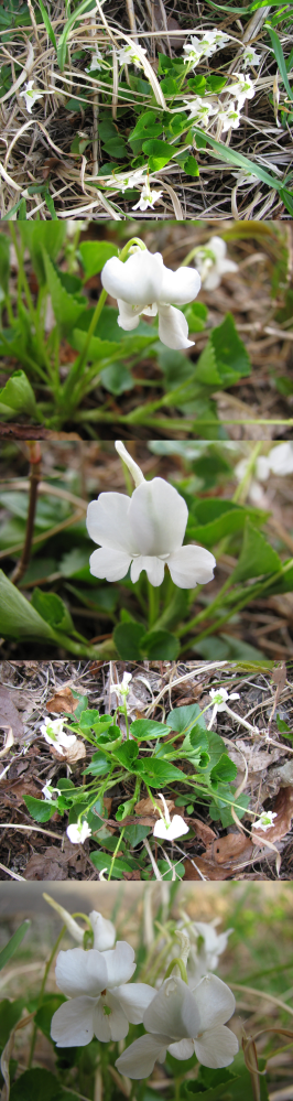 ４月の低山にあった植物です。 以前に教えて頂いたスミレのようですが、その時のものとは色が違います。 https://detail.chiebukuro.yahoo.co.jp/qa/question_detail/q12259565542 別の名前の植物でしょうか？？