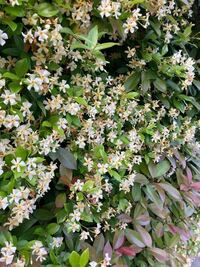 この時期に街で見かけるこの花は何ですか 八角のような香りがします Yahoo 知恵袋