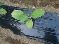 1週間前に白ナスを植えました 葉っぱの端が枯れてきました 病気でしょうか Yahoo 知恵袋