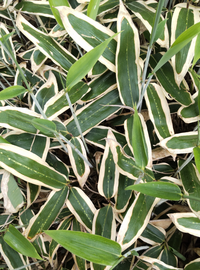 熊笹を探しています 笹の葉のまわりが白っぽく 縁取りされているのが熊笹 Yahoo 知恵袋