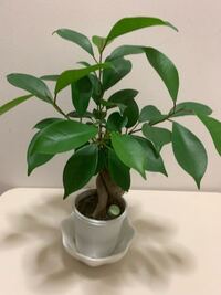 ガジュマルを知人から頂いて2年が経ったのですが 置き肥をあげてから Yahoo 知恵袋