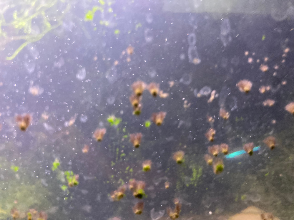 熱帯魚水槽のガラス面に斑点のような苔が生えています。 スクレーバーでは取れないほどしっかり生えています。 テトラ、コリゴリスなど生体は数年、元気にしており、テスト紙ではやや硝酸塩が高いため、多め...
