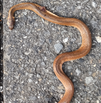 このへびの名前が分かる方いらっしゃいましたら 教えて頂けますでしょうか Yahoo 知恵袋