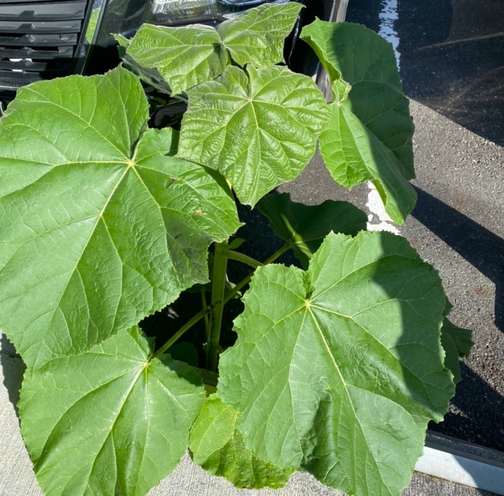 この植物 なんの植物なんでしょうか 葉っぱの大きさは人の顔より Yahoo 知恵袋