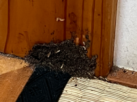 至急 部屋の虫と虫の巣なんの虫ですか 床暖房の付近に巣がありウジ虫に似て Yahoo 知恵袋