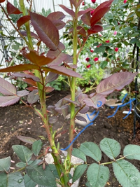 木立薔薇 ステファニードゥモナコ のシュートピンチのことで質問 Yahoo 知恵袋