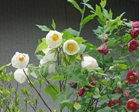 この白い花は何という花ですか 右隣の赤い花も小さいけど花が似て Yahoo 知恵袋