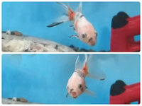 金魚が死んでるかどうかの見分け方を教えてください水槽のそこで Yahoo 知恵袋