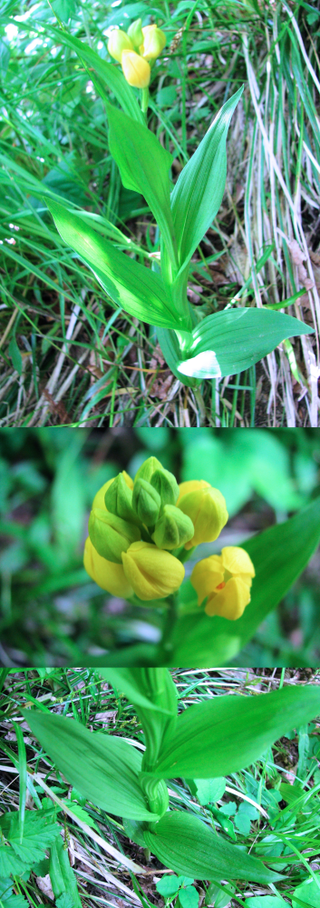 ５月の低山にあった植物です。 これから黄色い花が咲きそう？ですが、行った時にはつぼみでした。 何という名前の植物でしょうか？