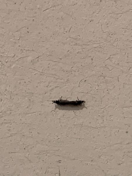 この虫は何ですか？ トイレにいました。