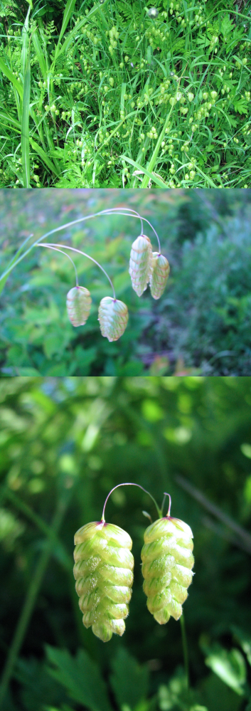 ５月の低山にあった植物です。 先端に昆虫のサナギのようなものをつけています。 何というの名前の植物でしょうか？？