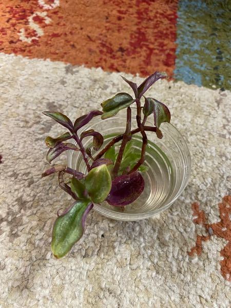 この植物の種類を教えて頂けませんか よろしくお願いします Yahoo 知恵袋