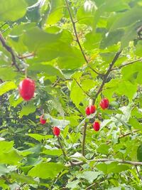 至急
家の裏で育ってました。
この赤い実の名前は何ですか？
食べれます？ 