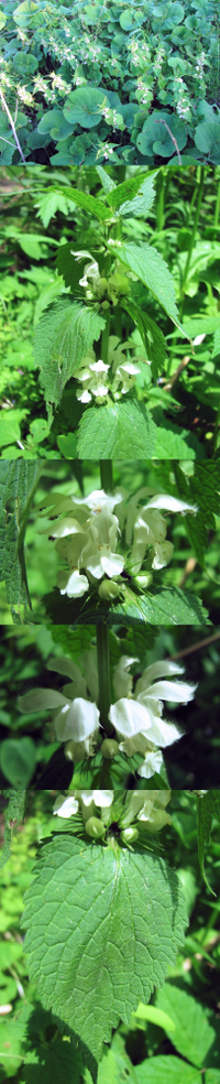 ５月の低山にまとまって沢山あった植物です 白い小さな花が 茎をぐるりと囲 Yahoo 知恵袋