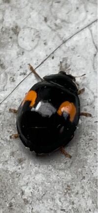 この虫はてんとう虫ですか ハムシですか Www I Yahoo 知恵袋