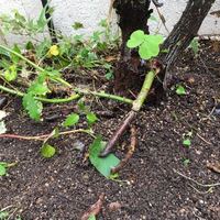 13歳程の薔薇 ドルトムントです 最近時々枝枯れしながらも新し Yahoo 知恵袋